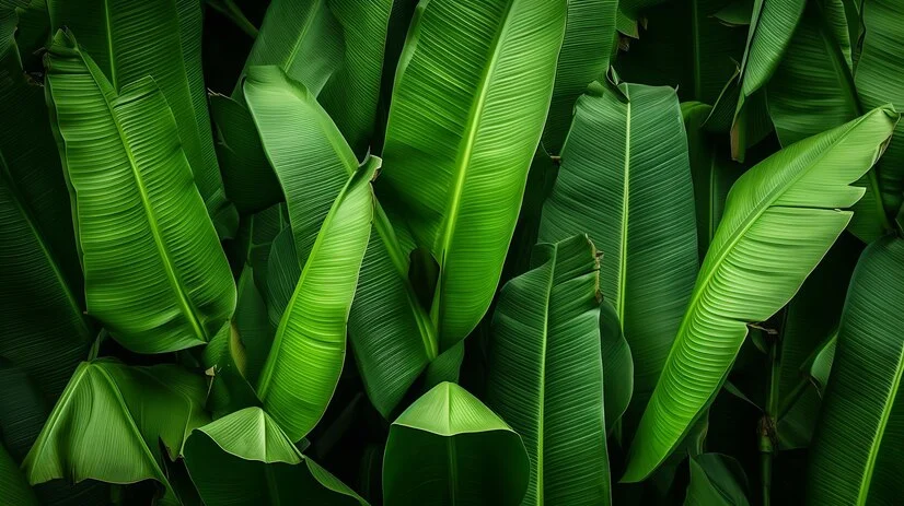 Why Banana Fiber is Good for the Environment brought by Banalabs